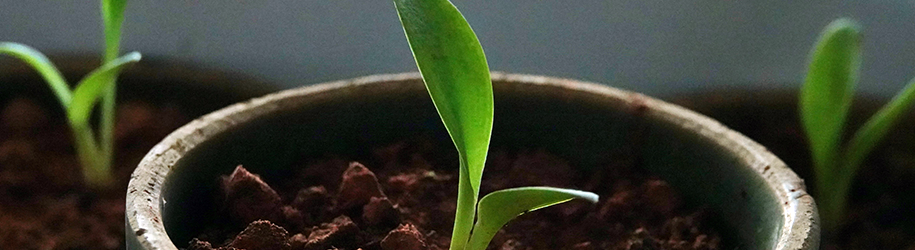 Three sprouting plants in pots