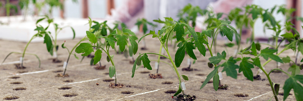 Seedlings sprouting from starter pots