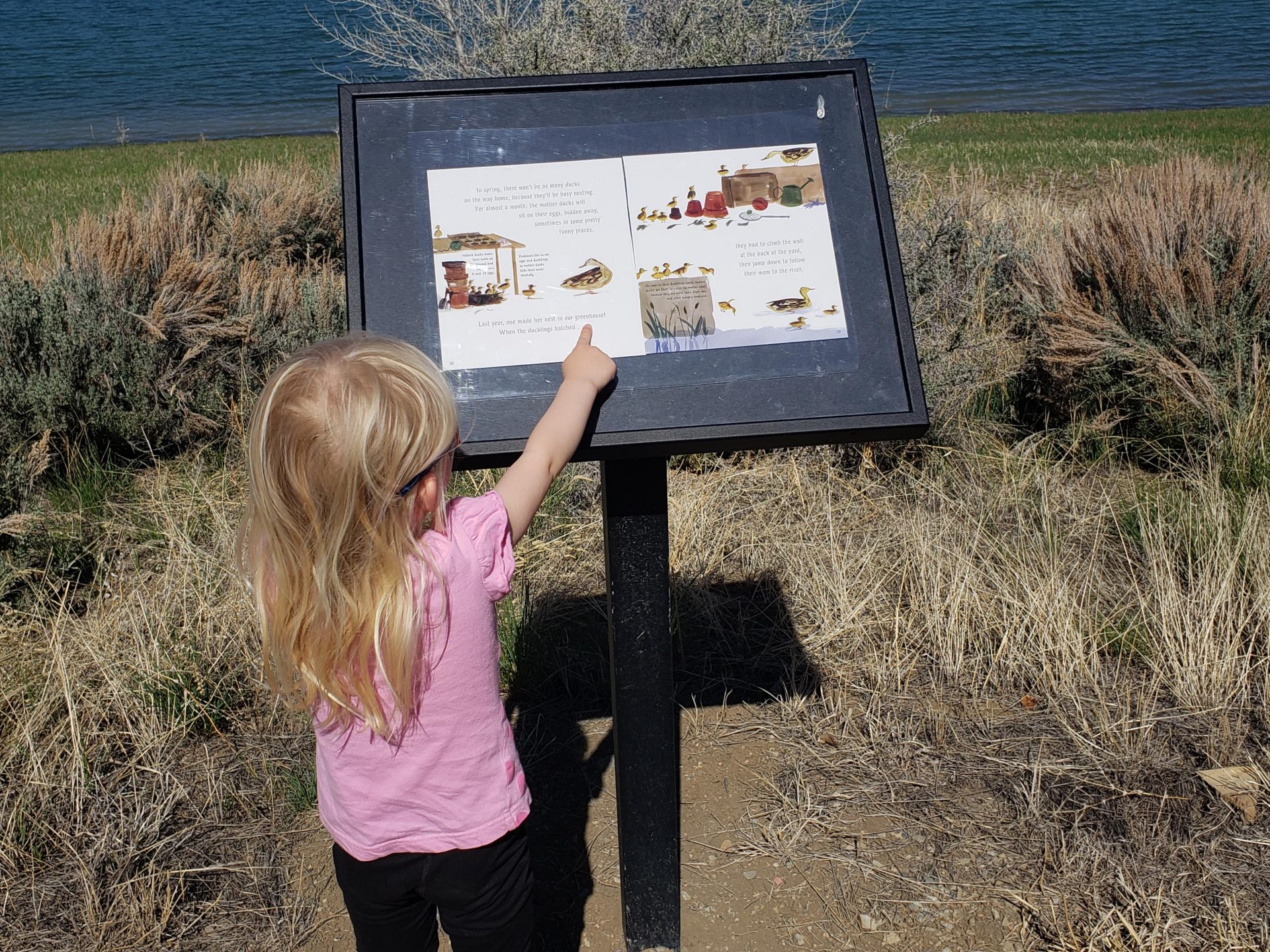 A little girl reaches up toward a StoryWalk panel.