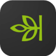 Ancestry leaf icon