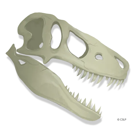 A fossil of a Dinosaur skull.