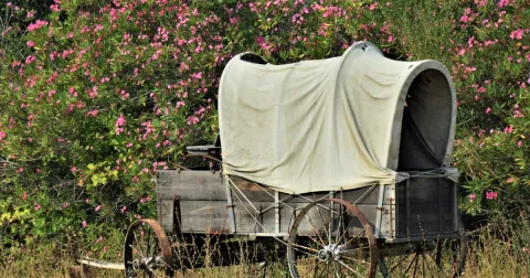 Covered Wagon with Pink flower background