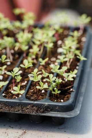 A seed sprouting tray with green sprouts