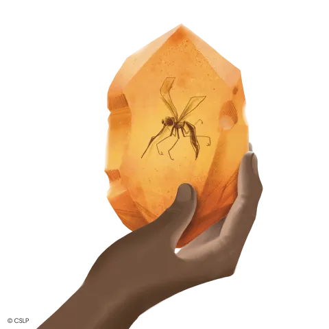 A person's hand holds a piece of amber that has a fossilized mosquito inside of it.