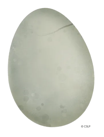 A dinosaur egg that is cracking in the upper right corner.