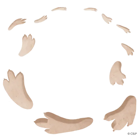 A set of dinosaur tracks form a circular path.