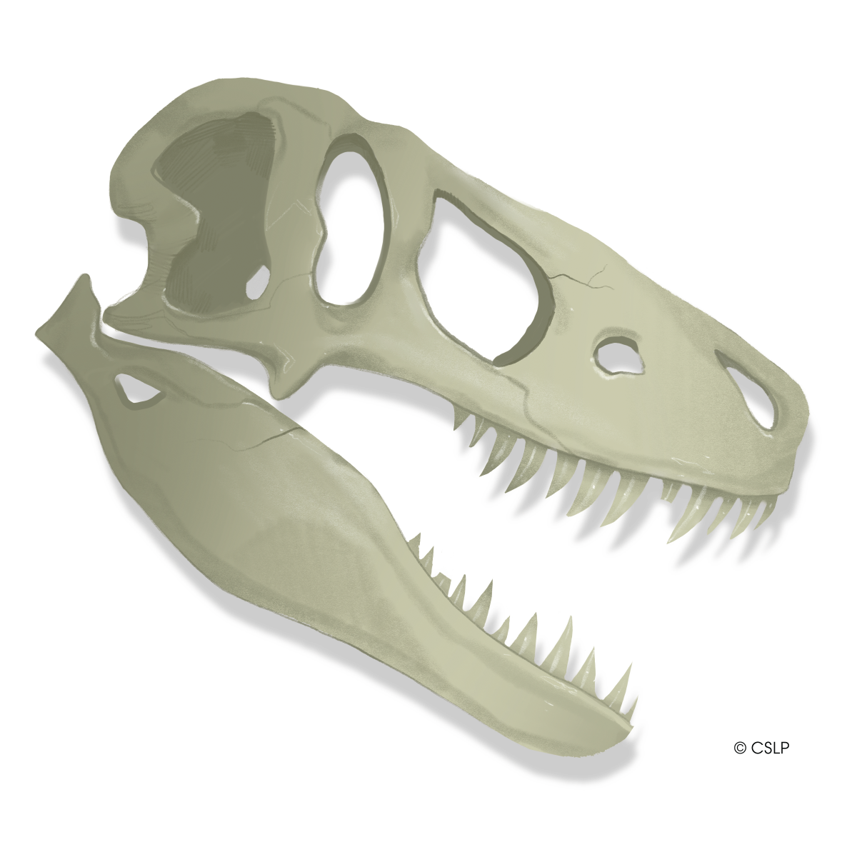 A fossil of a Dinosaur skull.